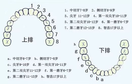 宝宝换牙是全部都换吗？宝宝换牙时需注意什么_换牙-儿童护理磨牙-恒牙-牙齿