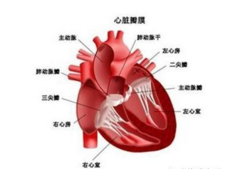 宝宝确诊先天性心脏病，为什么早期没有发现？_儿童护理心脏病-室间隔-青紫