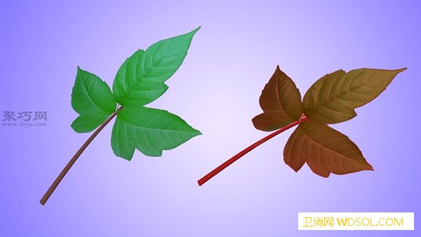 花园里的有毒葛树怎么清除_茎干-除草剂-喷雾器-树根-