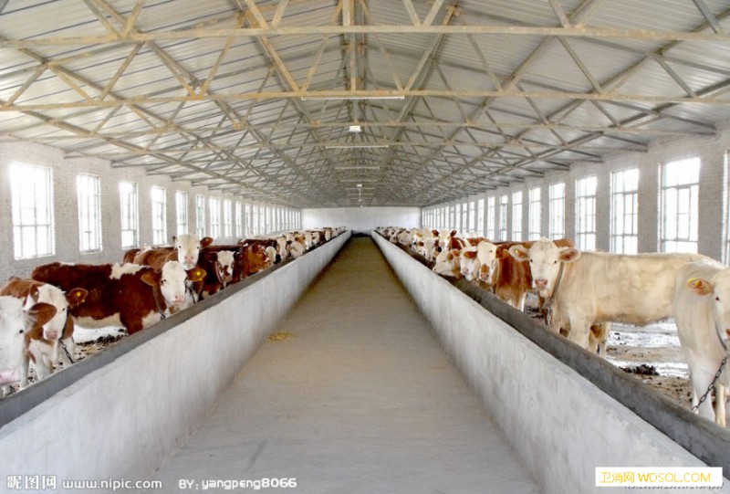 肉牛养殖场的卫生防疫_肉牛-卫生防疫-场内-