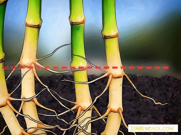怎么样根除竹子用化学方法根除竹子步骤_除草剂-根茎-根除-喷洒-
