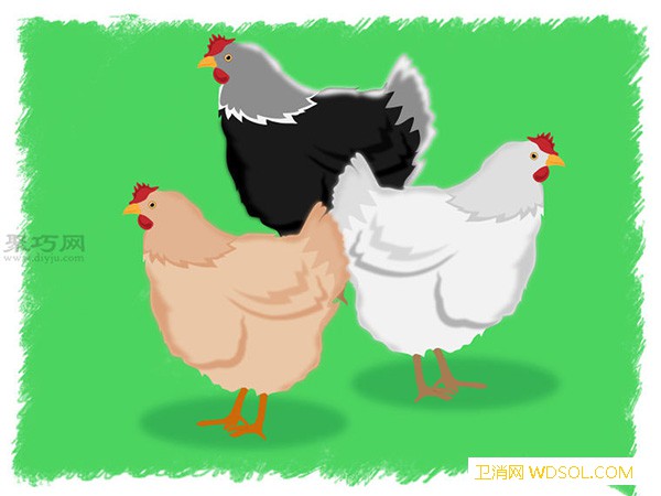 怎样使用抱窝母鸡孵小鸡一起学孵化鸡蛋步骤_抱窝-孵化器-母鸡-孵化-