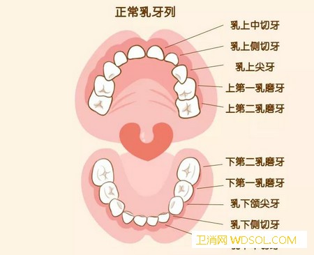 宝宝牙齿护理怎么做_恒牙-长出-乳牙-龋齿-
