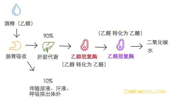 女主播吃头孢喝酒险送命！这些药物都“怕”遇到_头孢-乙醛-藿香-乙醇 ()