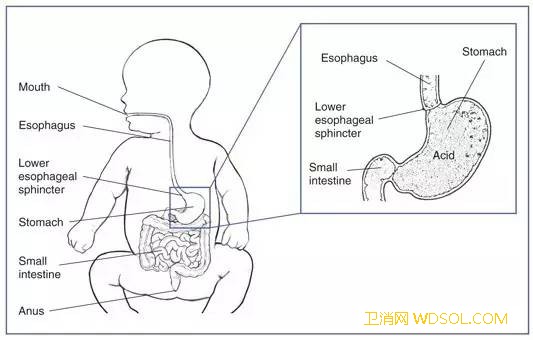 宝宝吐奶怎么做很关键_奶汁-贲门-胃部-喂奶-