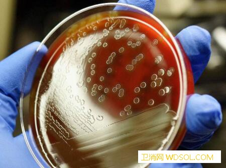 小儿阿莫西林颗粒作用_阿莫西林-链球菌-葡萄球菌-杆菌-