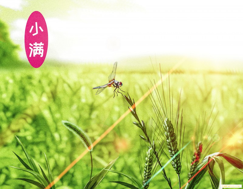 小满节气宝宝怎么养生_艾灸-阳气-湿热-节气-